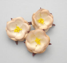 Fleurs en Papier - PEONIES Beige 2 Tons (x3)