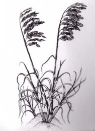 -30% Tampon Caoutchouc - SEA OATS  BLine Designs