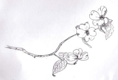 -30% Tampon Caoutchouc - FLOWERING BRANCH  BLine Designs