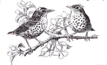 -30% Tampon Caoutchouc - ROBINS  BLine Designs