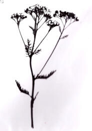 -30% Tampon Caoutchouc - QUEEN ANNE'S LACE  BLine Designs