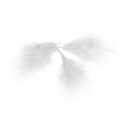 PLUMES - 8 cm Couleur BLANCHE (10u)