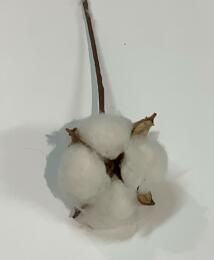 BRANCHE DE FLEUR DE COTON 
